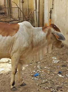 Bachia AvailabLe Ha . 3.5 Man .