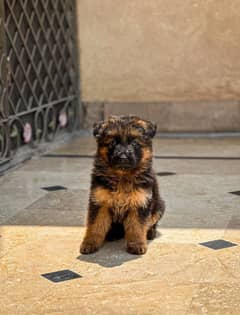 Gemran shepherd puppies pure long coated