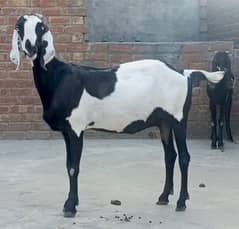 Desi Bakra or Bakri for new shelter