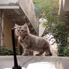 Age 10 months