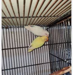 Albino