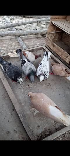 5 FEMALE 1 MALE FOR SALE 500 PER