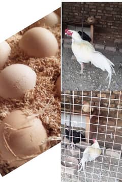 Aseel Heera and heera muskha eggs (03445152074)