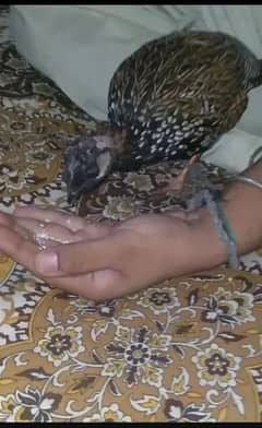 kala teeter 03239140503 WhatsApp