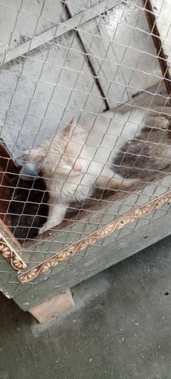 Pure Persian Triple coated Cat