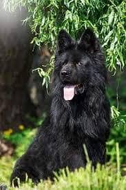Pedigree long coated Black German Shepard puppies for sale