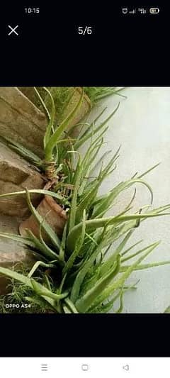 Alovera plants for sale heavy and big plants