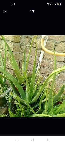 Alovera plants for sale heavy and big plants. . .