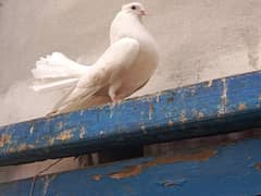 Luky Kabootar | Fancy Pigeon | Kabootar