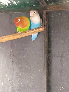 Healthy Love Birds