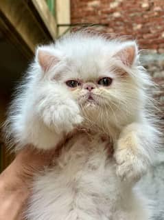 Cat Persian | cat baby | kittens | Blue eyes | ωatsap ʘƷƷƷ୨51୨ʘƷ8"