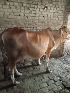 beautiful cow for sale