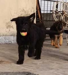 German shepherd | GSD puppies | security dogs | long coat puppys