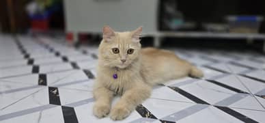 persian