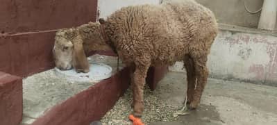 sheep for sale