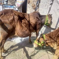 cow for sale with female calf 10 kg milk