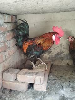 desi hens