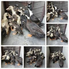 Cute Ducks