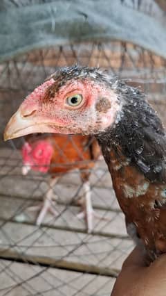 peela miawali breeder chicks available