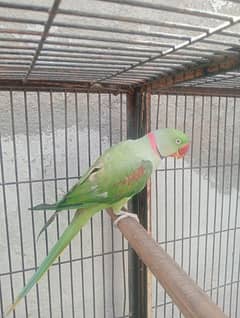 Raw parrot breading pair