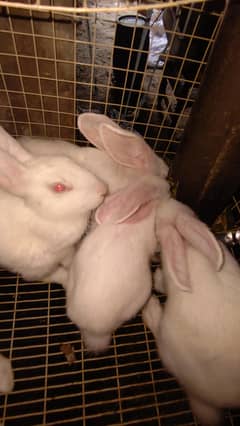 rabbit