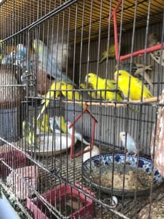Australian Budgies