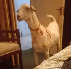 BAKRA (KHEERA)