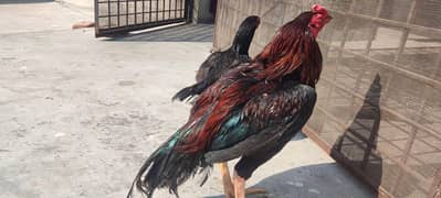 Aseel Pair with 2 chicks