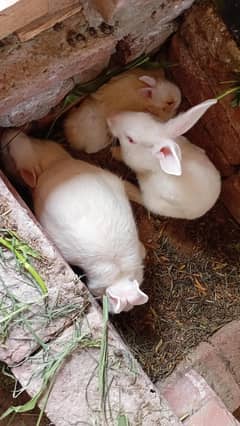 White Red Eyes Pair With Babies