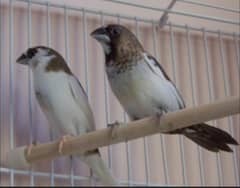 Banglise 5 pairs ready to breed