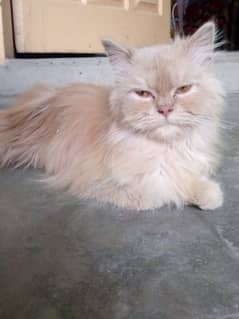 Persian