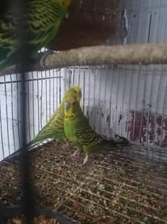 budgie