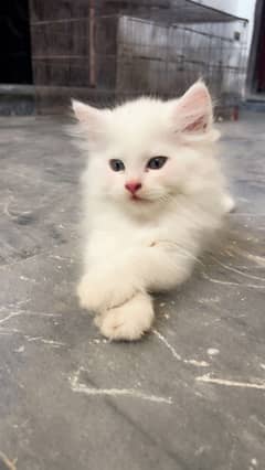 Persian