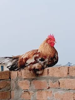 ghr