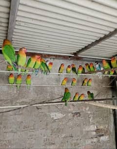 love birds breeder pairs 1500 per pair  03135778848
