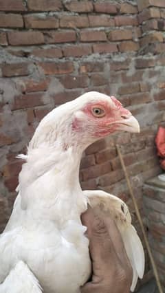 Heera