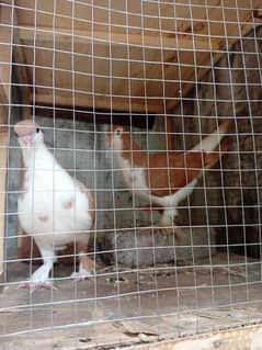 patha jori of young sherazi pigeon