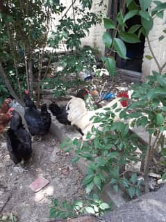 hens for sale