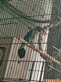 I want to sell my female love bird leg is little bit wounded.