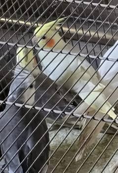 Urgent Sale of Cockatiel Pairs (ONLY PAIRS)