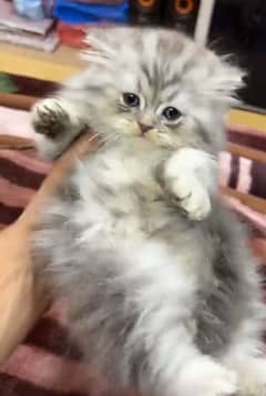 Cat Persian | cat baby | kittens | Blue eyes | ωatsap ʘƷƷƷ୨51୨ʘƷ8"