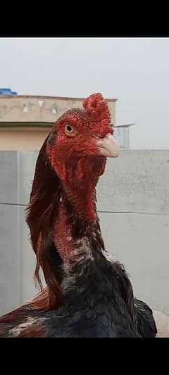 Mianwali Breeder Male