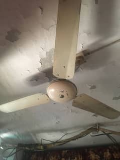 Fan for sale