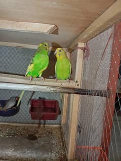 Budgie Parrot