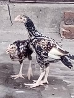 Aseel chicks for sale