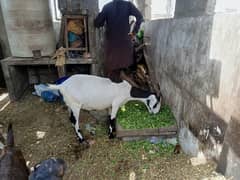 bakri or goat