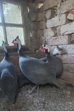 Guinea Fowl (Chakor) for sale