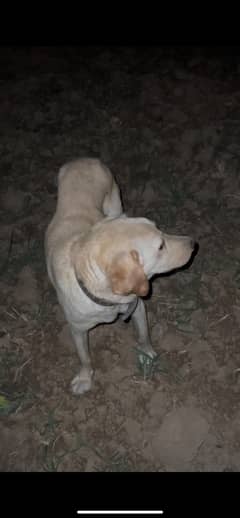 Labrador breeder pair urgent sale
