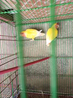 common lutino pair