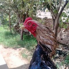 pure merathi, amroha mianwali Aseel contact 03015304706